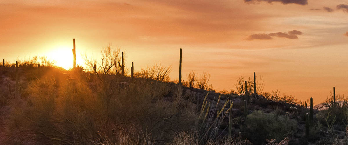 Orange, red and purple sunset hues shine behind Arizona mountains, saguaro cactus and other desert plants.